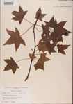 000001019-thumbnail.jpg