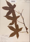 000001020-thumbnail.jpg