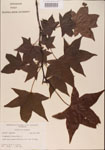 000001021-thumbnail.jpg