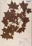 000001022-thumbnail.jpg