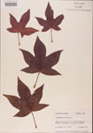 000001025-thumbnail.jpg