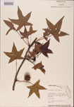 000001026-thumbnail.jpg