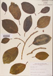 000001055-thumbnail.jpg