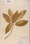 000001060-thumbnail.jpg