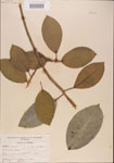 000001062-thumbnail.jpg