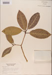 000001064-thumbnail.jpg