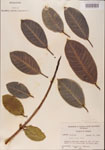 000001065-thumbnail.jpg
