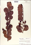 000001068-thumbnail.jpg