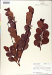 000001069-thumbnail.jpg