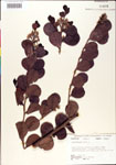 000001071-thumbnail.jpg