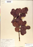 000001076-thumbnail.jpg