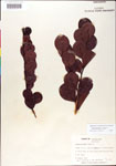 000001077-thumbnail.jpg