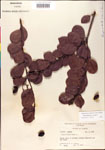 000001078-thumbnail.jpg