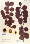 000001079-thumbnail.jpg