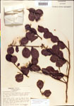000001084-thumbnail.jpg