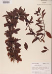 000001087-thumbnail.jpg