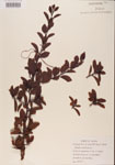 000001088-thumbnail.jpg