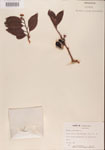 000001091-thumbnail.jpg