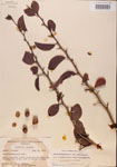 000001093-thumbnail.jpg