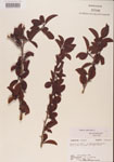 000001096-thumbnail.jpg