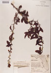 000001097-thumbnail.jpg