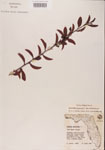 000001098-thumbnail.jpg
