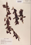 000001100-thumbnail.jpg