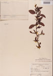 000001102-thumbnail.jpg