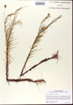 000001136-thumbnail.jpg