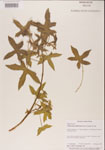 000001163-thumbnail.jpg