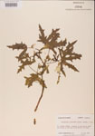 000001165-thumbnail.jpg