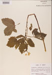 000001166-thumbnail.jpg