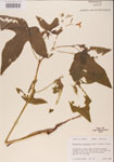 000001167-thumbnail.jpg