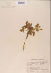 000001168-thumbnail.jpg