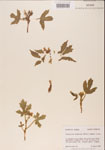 000001172-thumbnail.jpg