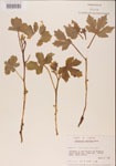 000001173-thumbnail.jpg