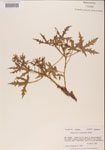 000001174-thumbnail.jpg