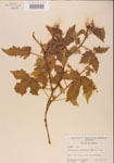 000001178-thumbnail.jpg