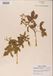 000001181-thumbnail.jpg