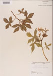 000001183-thumbnail.jpg