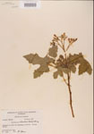 000001184-thumbnail.jpg