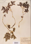 000001185-thumbnail.jpg