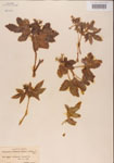 000001186-thumbnail.jpg