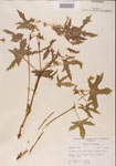 000001195-thumbnail.jpg