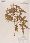 000001196-thumbnail.jpg