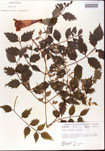 000001200-thumbnail.jpg
