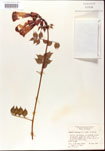 000001202-thumbnail.jpg