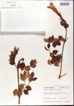 000001203-thumbnail.jpg