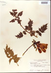 000001204-thumbnail.jpg