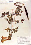 000001206-thumbnail.jpg